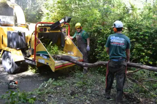 tree services South Fulton